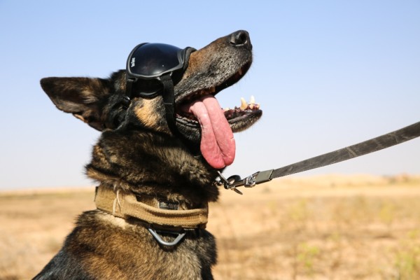 We salute ‘The Dude’ for being ‘the coolest military working dog ever’
