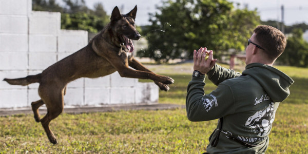 The Best Airborne K-9 You’ll See All Week