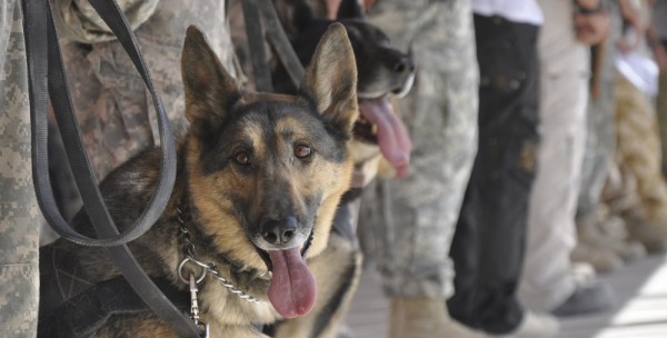 The Army Handed Off War Dogs To Whoever Would Take Them Fast, But It’s Okay, They’re Sorry