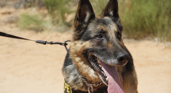The Army Gave Us The Modern Military Working Dog 76 Years Ago Today