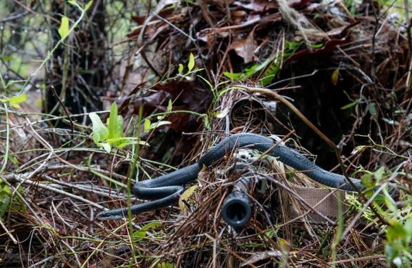 Can You Spot The Sniper In This Photo… Holy Crap Is That A Snake?