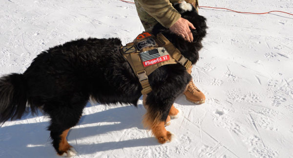 ‘Ed,’ Snow Dog Of The National Guard