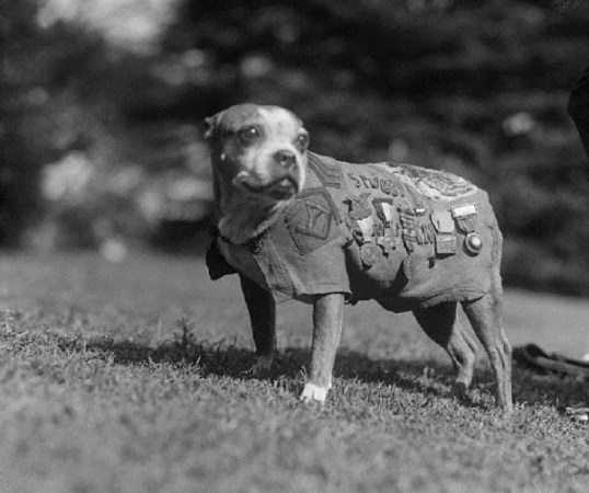 Sgt  Stubby Was The Original War Dog