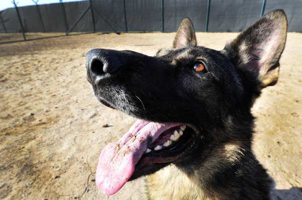 10 Photos That Prove The Military Wouldn’t Be The Same Without Its Working Dogs