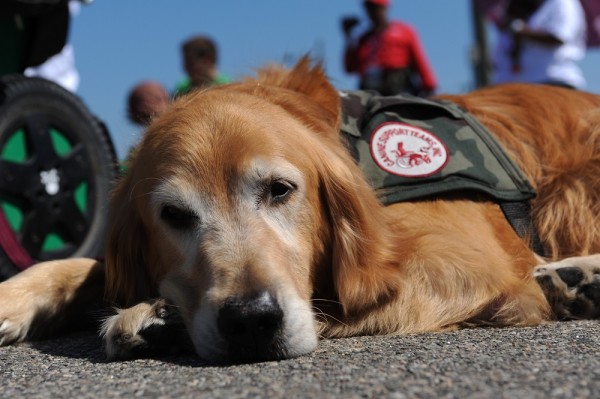 Despite Recent Gains, Restrictions Persist For Service Dogs At VA Facilities