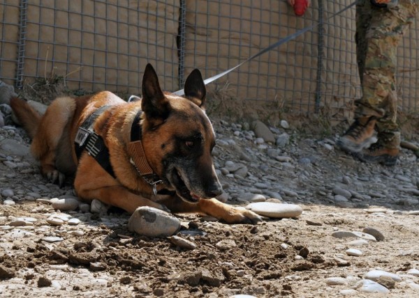 UNSUNG HEROES: The Military Dog Who Saved 4 Lives In An RPG Attack