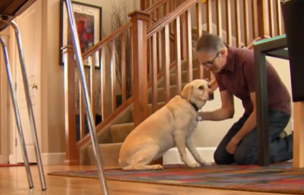 A Curious Dog Unearths Korean War Veteran’s Purple Heart