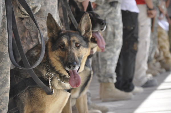 The Heartbreaking Story Of How Retired Military Working Dogs Are Being Denied Health Care