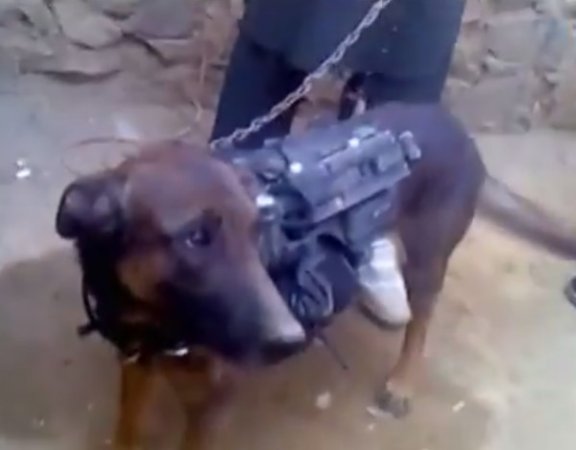 The Taliban Has Reportedly Captured A Military Working Dog