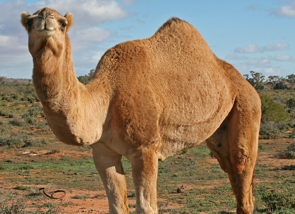 Coalition Forces Spent All Night Freeing A Camel In Afghanistan, Then Wrote A Press Release To Let Us Know
