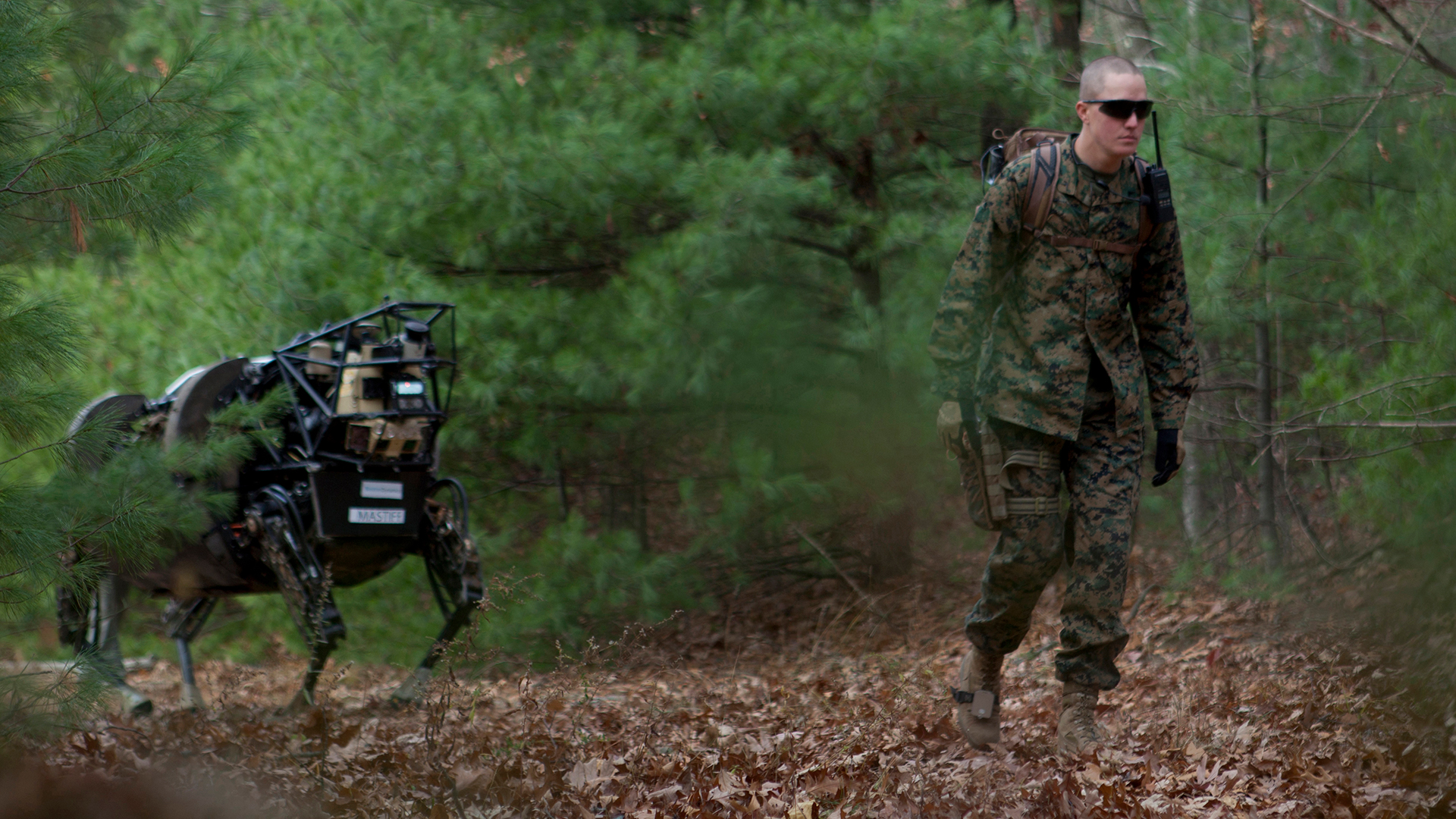 marine corps robot mule