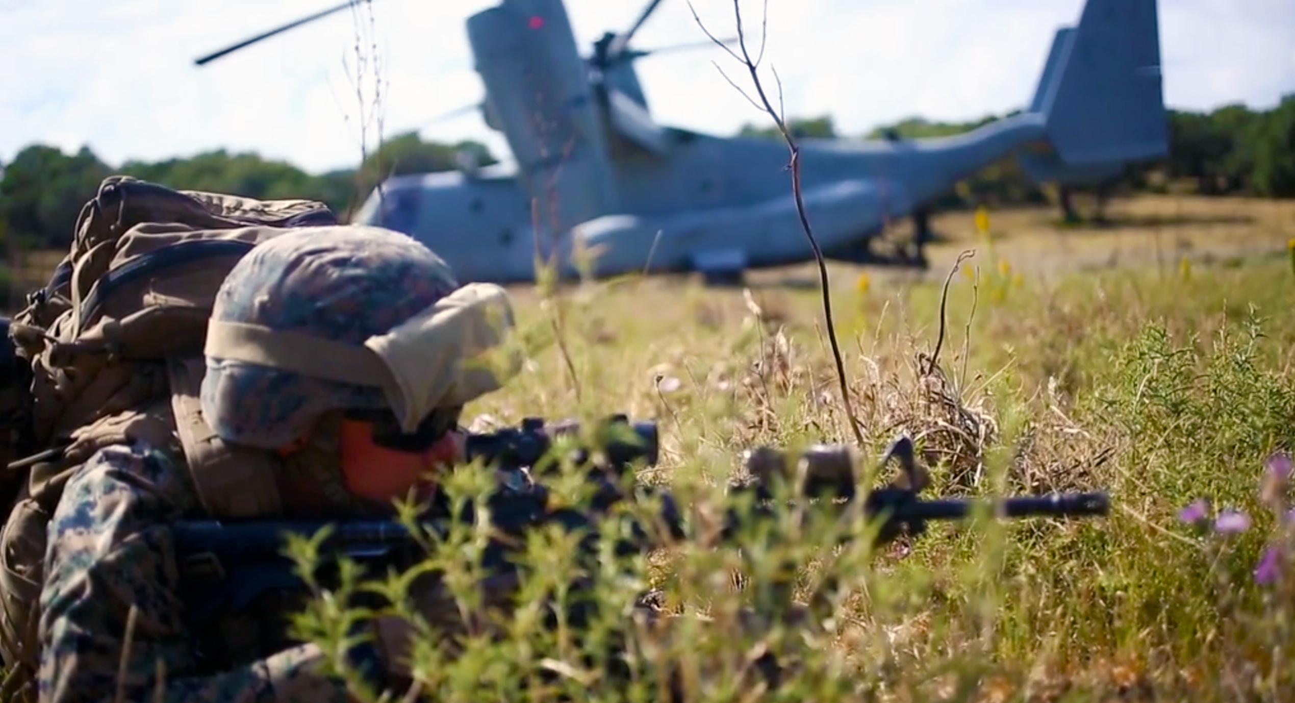 marine osprey