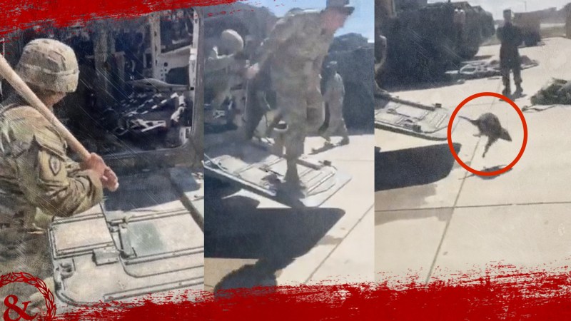 Watch these US soldiers retreat from the raccoon insurgent that commandeered their Stryker