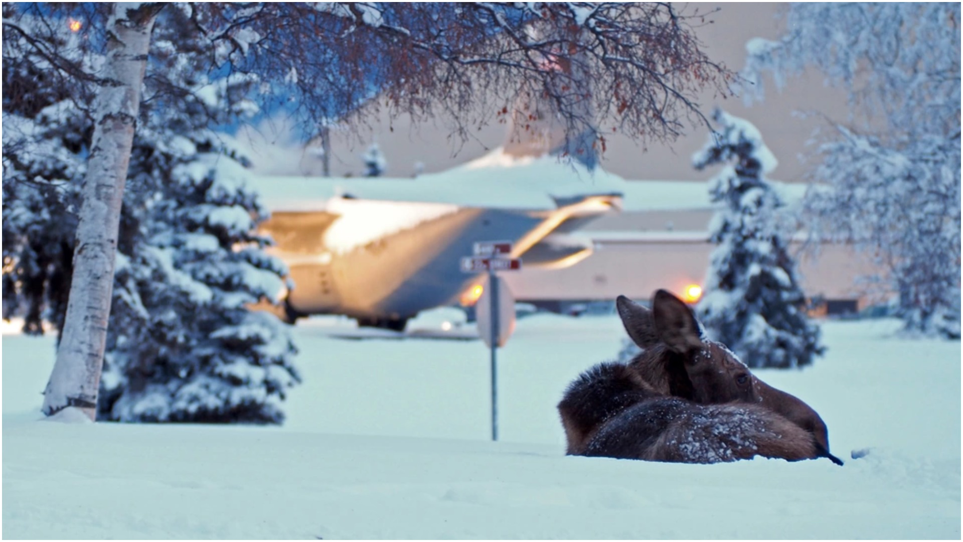 alaska moose