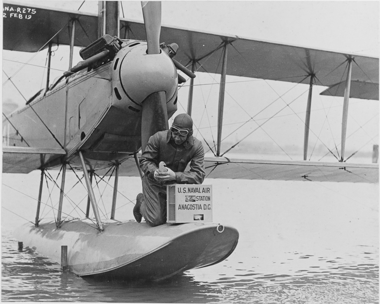 navy pigeon