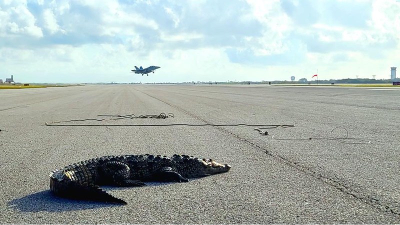 NAS Key West crocodile