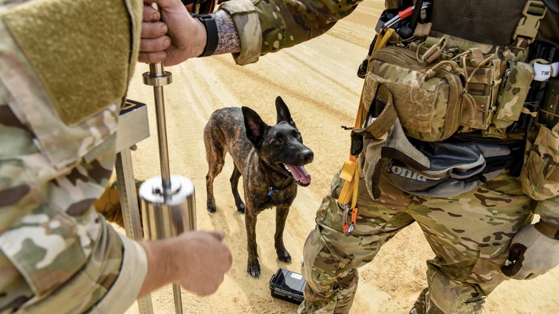 military working dog