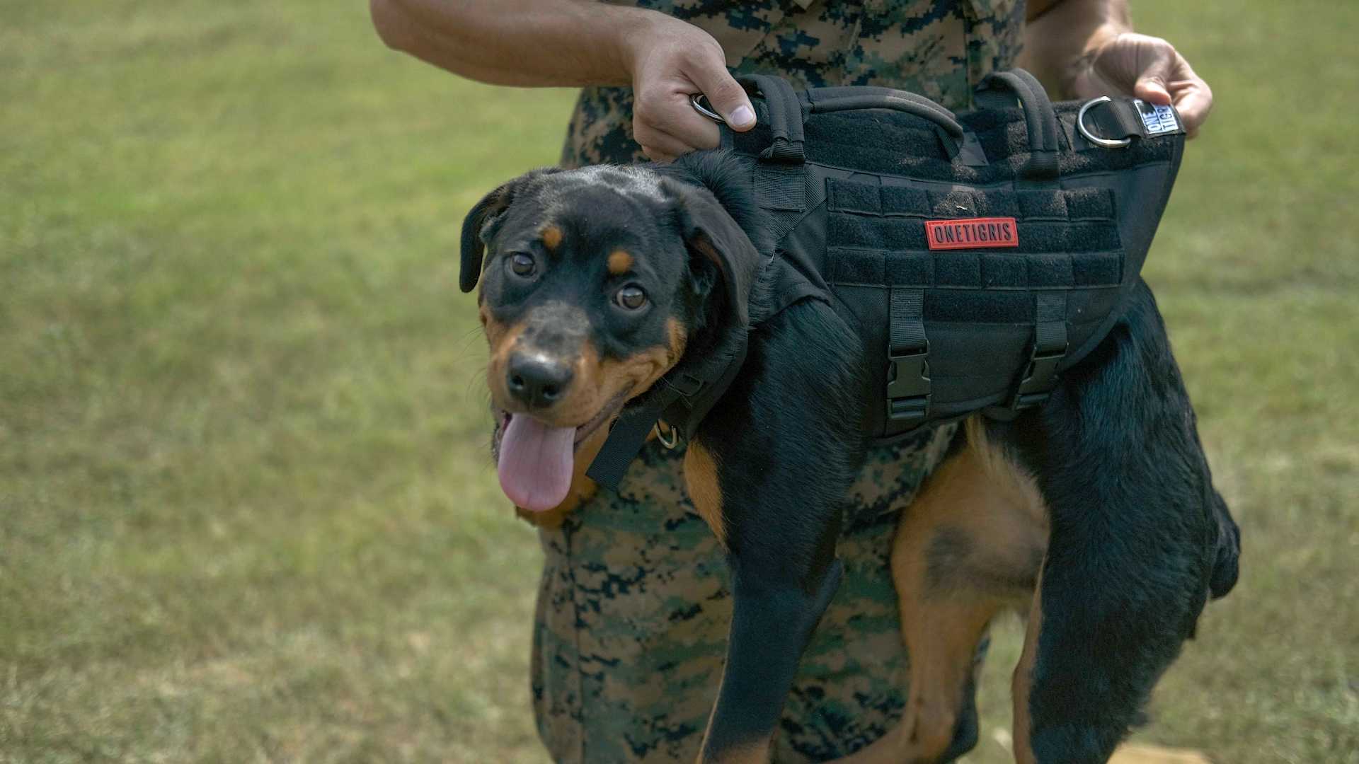 Best Service Dog Vests Review Buying Guide in 2023