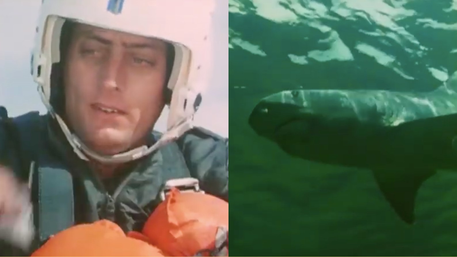 Shark Training What a silly 1964 Air Force video gets wrong (and right) about sharks