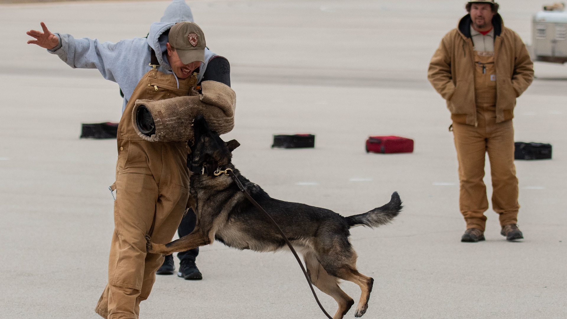 do dog handlers get paid