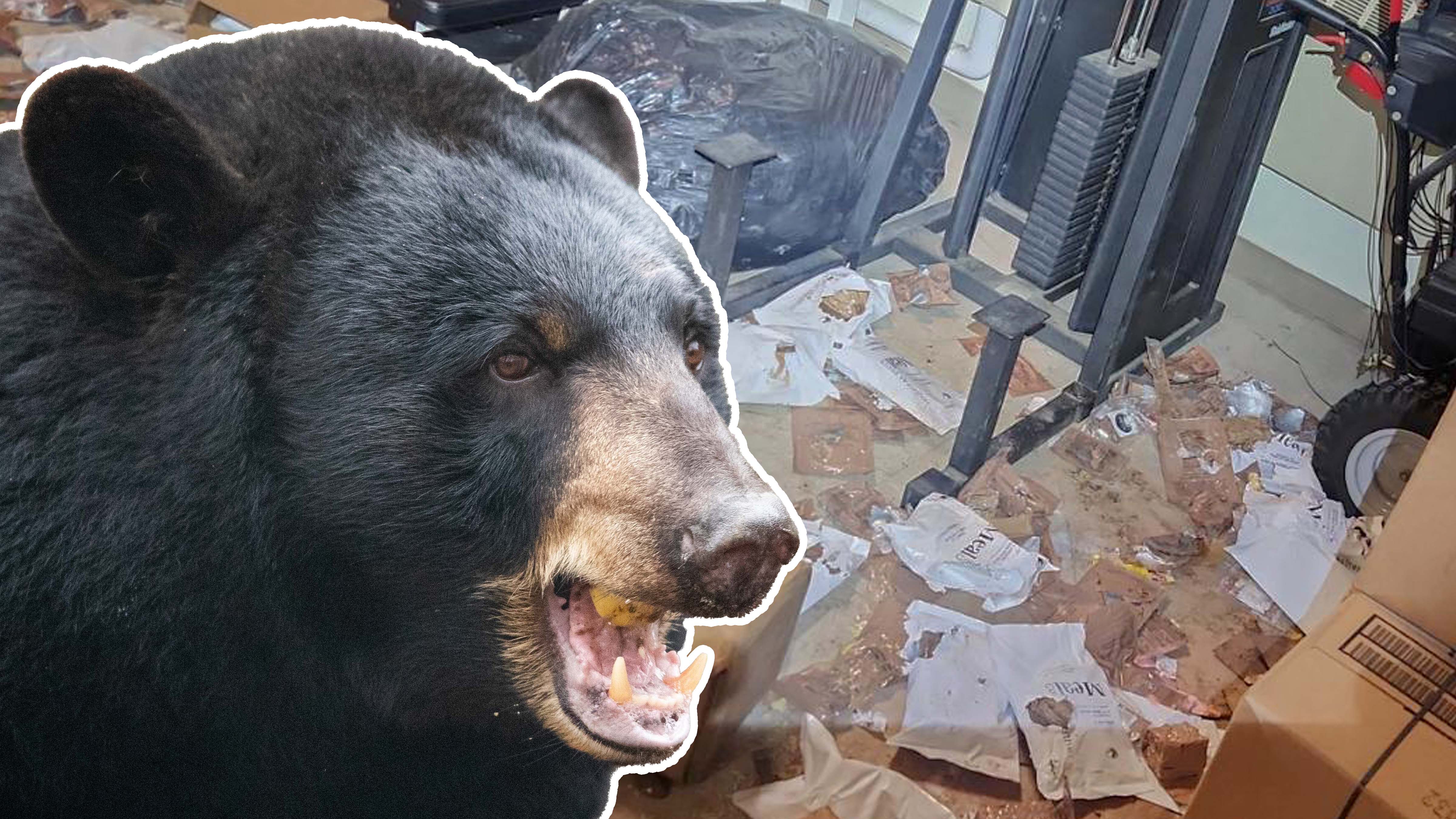 Black bears raided MRE supplies at Joint Base Elmendorf-Richardson, Alaska.