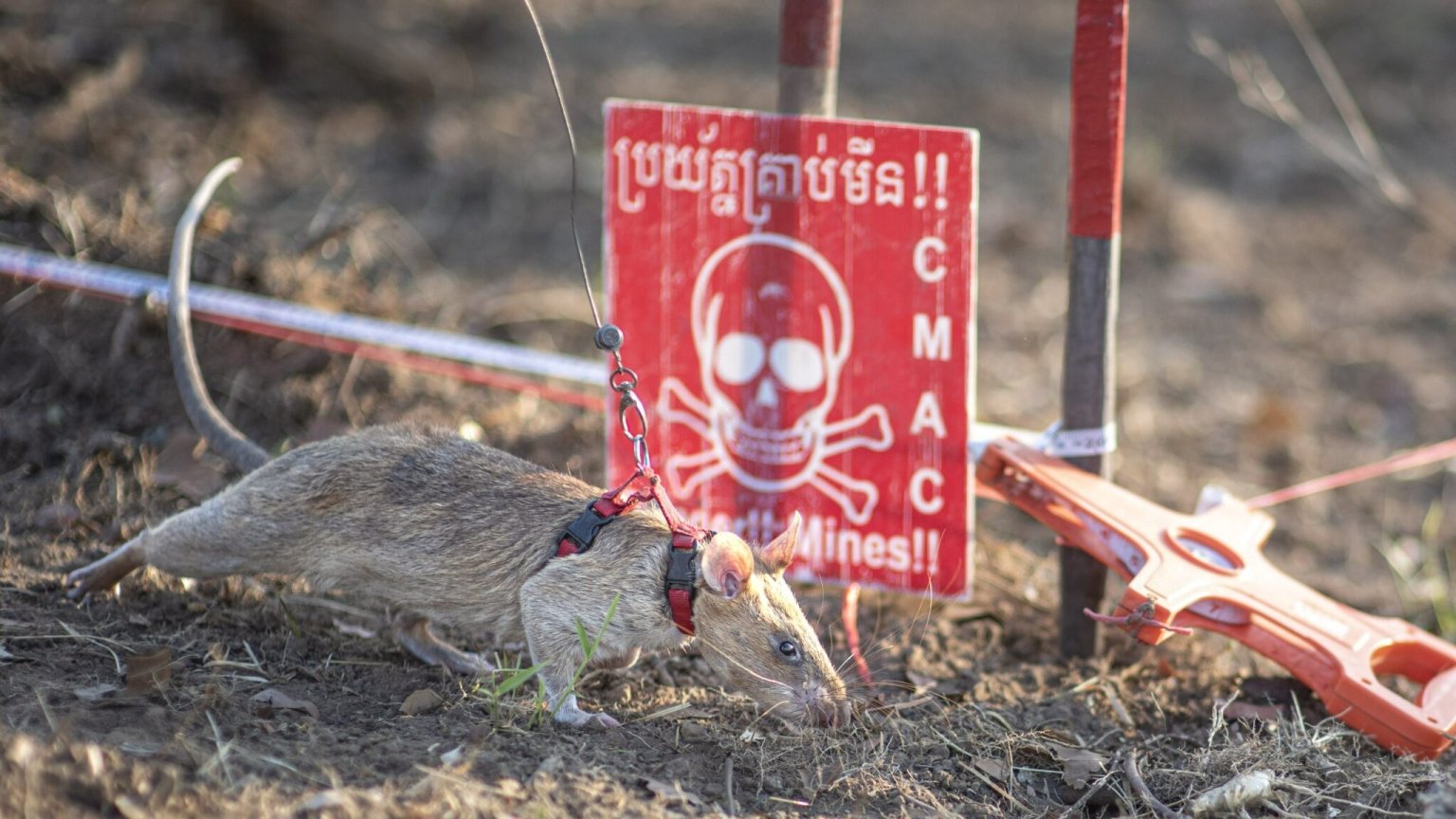 Task Rat Lyman Hero rat sets Guinness World Record for detecting landmines