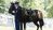 A caparisoned horse from the 3d U.S. Infantry Regiment (The Old Guard) supports military funeral honors with funeral escort for 29th Commandant of the Marine Corps retired Gen. Alfred Gray, Jr. in Section 35 of Arlington National Cemetery, Arlington, Virginia, July 29, 2024. Gray enlisted in the Marine Corps in 1950 and served as a radio operator with the Amphibious Reconnaissance Platoon in Korea. He deployed eight times over his 41-year career, including leading the first independent ground operations by a Marine unit in Vietnam. During these deployments, Gray pioneered modern signals intelligence collection methods and was a lifelong advocate of such techniques, leading to the establishment of two units that formed the center of what is now the Marine Cryptologic Support Battalion. As Commandant of the Marine Corps, Gray championed academics and professional education, and implemented a required reading of at least two books each year for Marines of all ranks (chosen from a list he hand-selected). Gray received many awards during his career, including the Silver Star, Legion of Merit (w/ V device and 1 gold star), Bronze Star (w/ V device and 3 gold stars), and a Distinguished Service Medal from the Department of Defense, Navy (w/ 1 gold star), Army, Air Force, and Coast Guard. Gray was interred with his wife, Janie Ann Gray. As Gray and his wife had no surviving family, U.S. Marine Corps retired Lt. Gen. George Flynn received the U.S. flag from Gray’s funeral service. (U.S. Army photo by Elizabeth Fraser / Arlington National Cemetery / released)