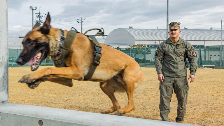 U.S. Marine Corps Sgt. Jesse Pena, a military working dog handler with Headquarters and Headquarters Squadron, Marine Corps Air Station Iwakuni, and a native of Texas, guides his military working dog through an obstacle course at MCAS Iwakuni, Japan, Jan. 20, 2026. Obstacle course training is designed to instill confidence in military working dogs while also displaying operational readiness by enhancing the obedience and threat response of their K9s. (U.S. Marine Corps photo by Cpl. Sarah Grawcock)