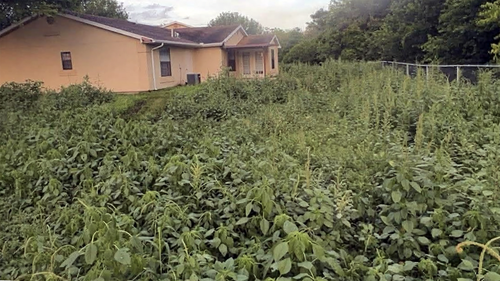 A photo showing overgrown property at Lackland Air Force Base in Texas.