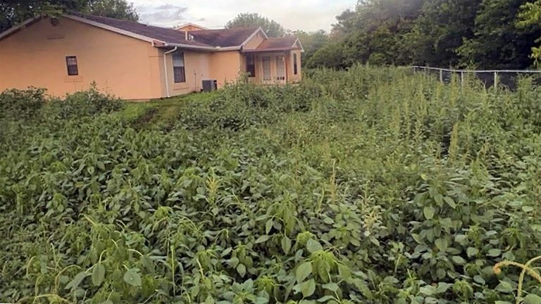 A photo showing overgrown property at Lackland Air Force Base in Texas.