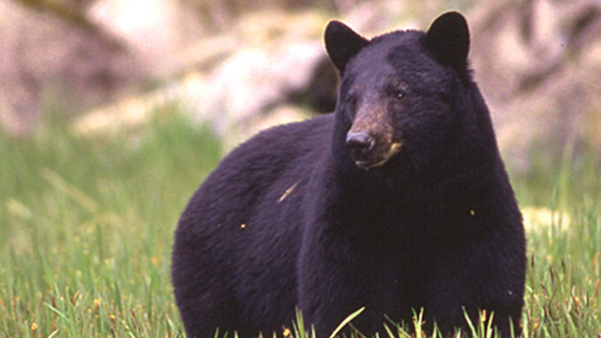 Black bear in Alaska