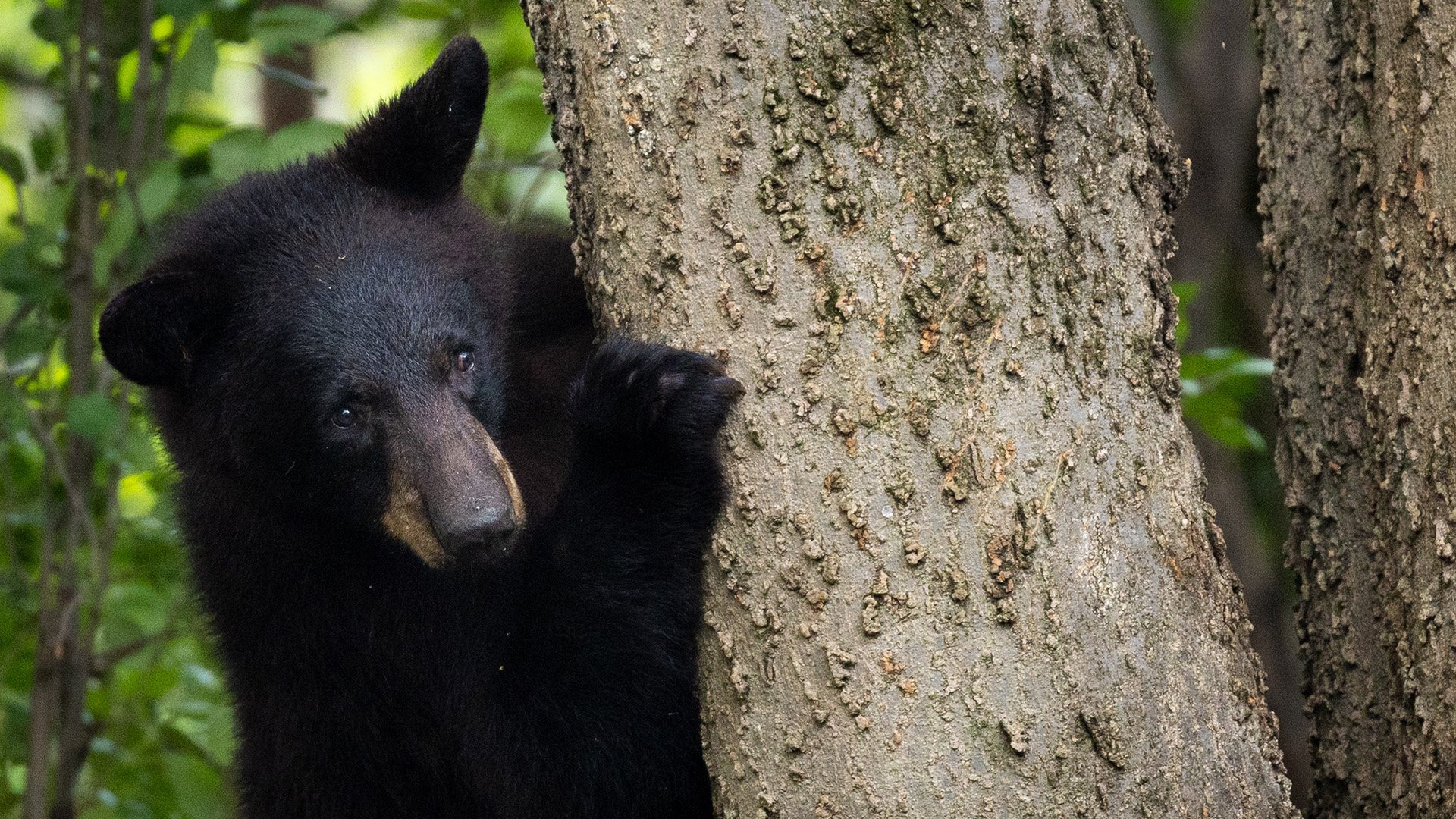 Black Bear