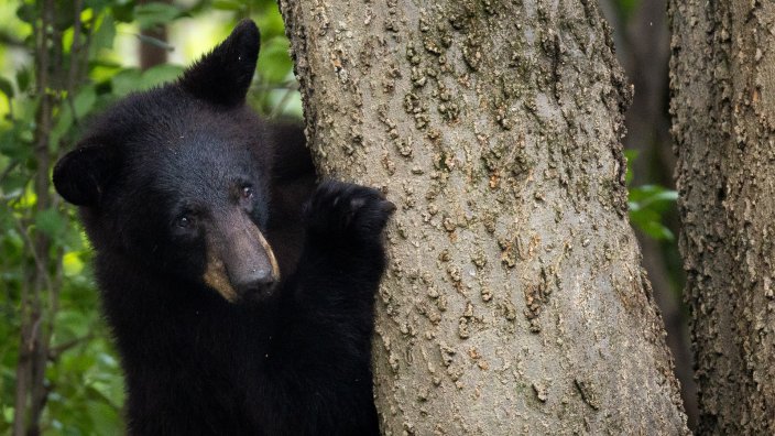 Black Bear