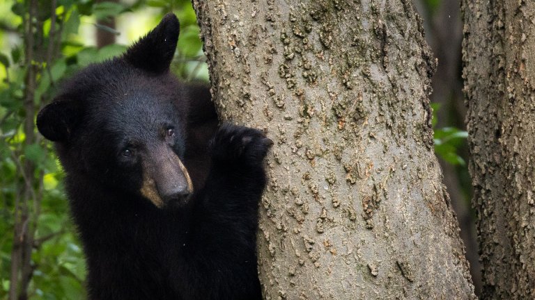 Black Bear